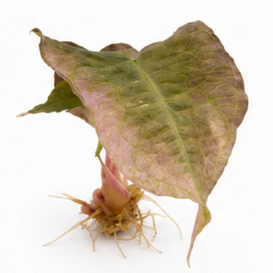 Alocasia Venom Pink Var B Grade (Single Leaf for Shipping) – Tissue Culture
