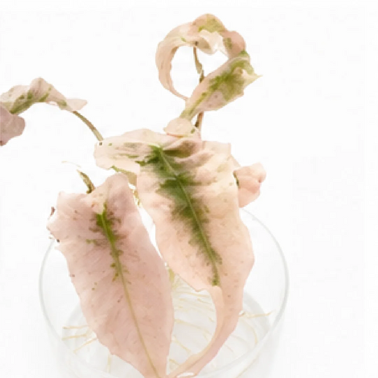 Alocasia Venom Pink Albo Var (Single Leaf for Shipping) – Tissue Culture