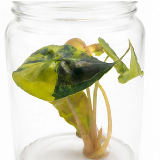 Alocasia Venom Aurea Var (Single Leaf for Shipping) – Tissue Culture