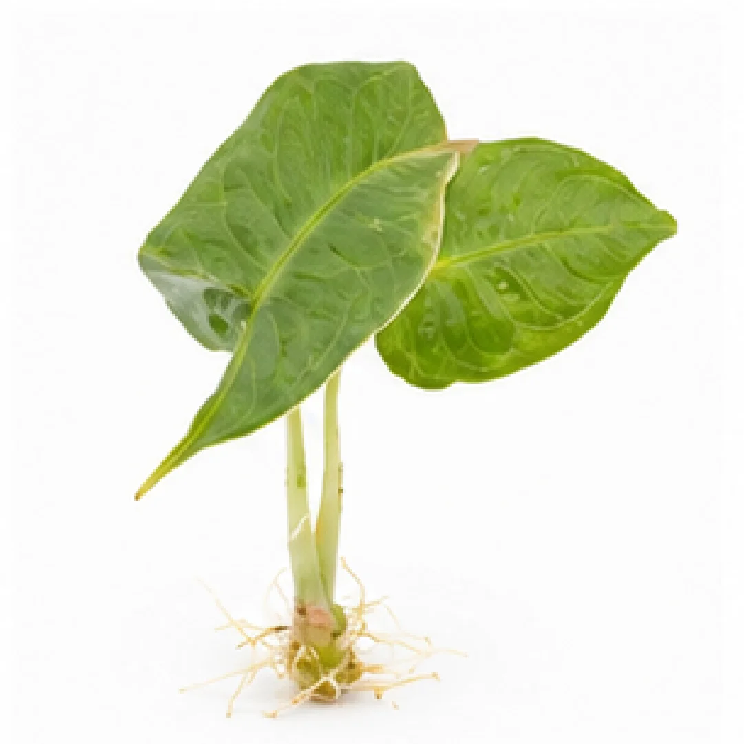 Alocasia Crystal – Tissue Culture