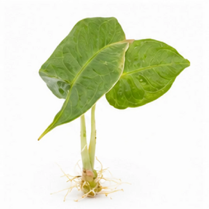 Alocasia Crystal – Tissue Culture