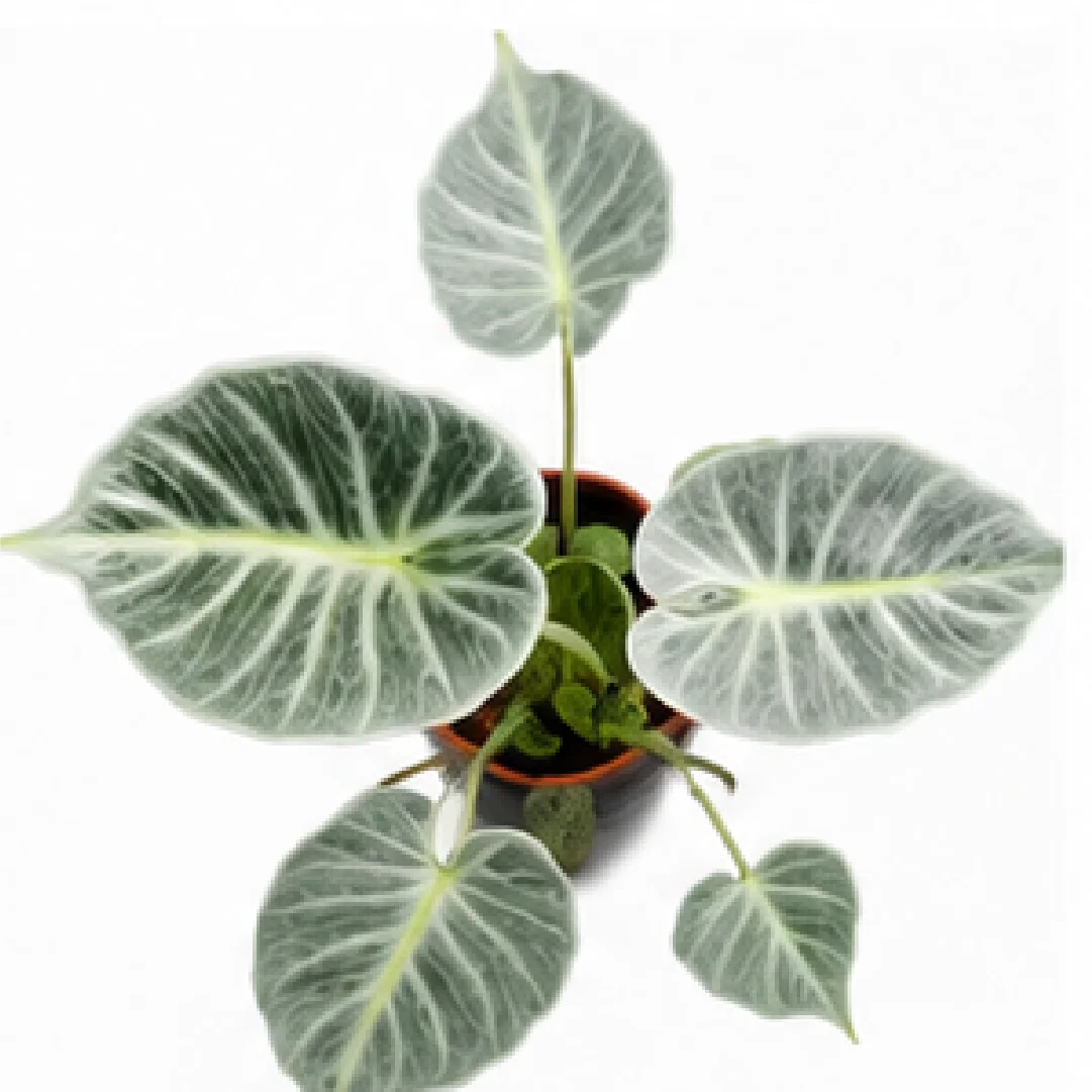 Alocasia Crystal – Tissue Culture