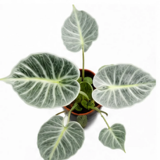 Alocasia Crystal – Tissue Culture