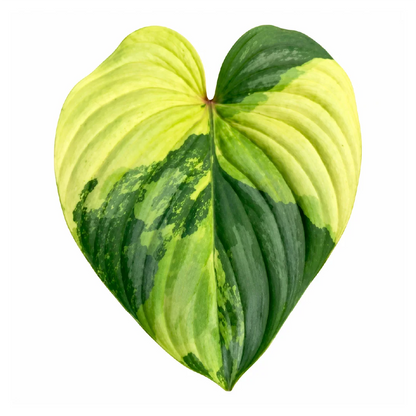 Philodendron Mamei Var Tissue Culture