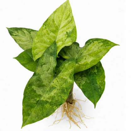 Alocasia Sabrina Stardust Mint Var – Tissue Culture