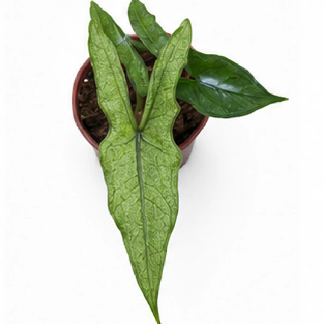 Alocasia Sabrina Stardust Mint Var – Tissue Culture