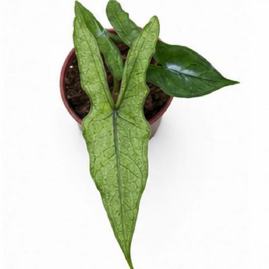 Alocasia Sabrina Stardust Mint Var – Tissue Culture