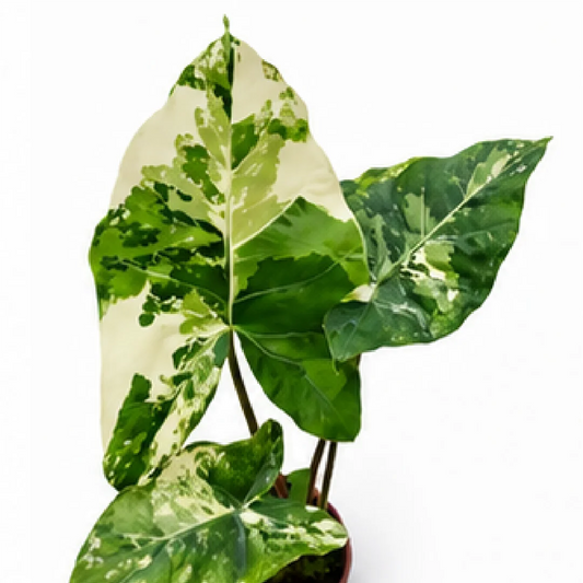 Alocasia 'Calidora' Variegata Albo – Tissue Culture