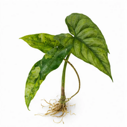 Alocasia Sabrina Aurea Var – Tissue Culture