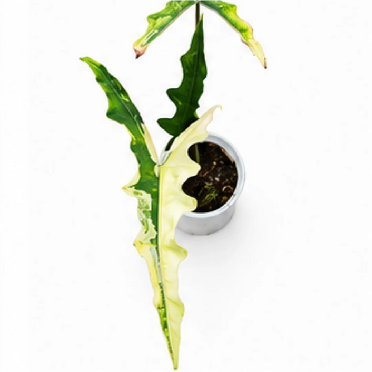 Alocasia Sabrina Aurea Var – Tissue Culture