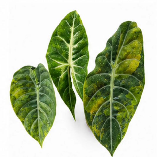 Alocasia Suhirmaniana Aurea Var – Tissue Culture