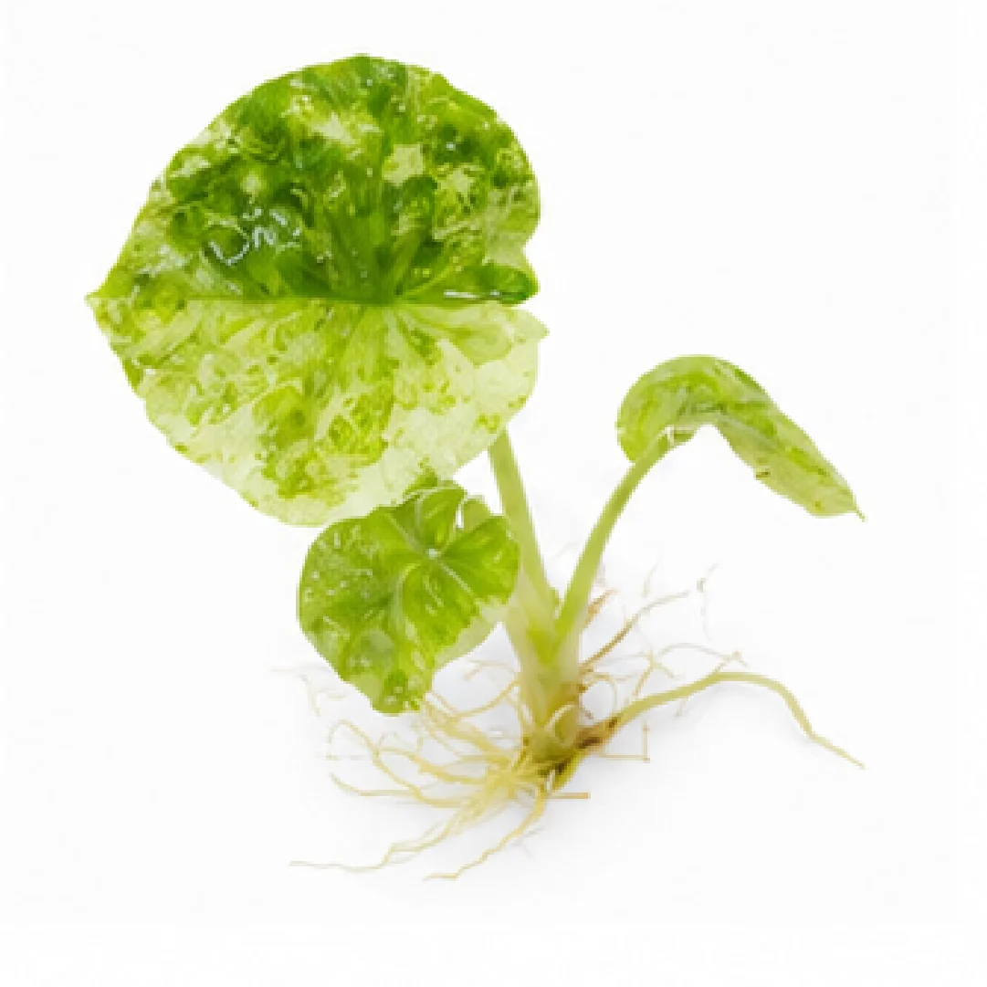 Alocasia Aegis Mint Var – Tissue Culture