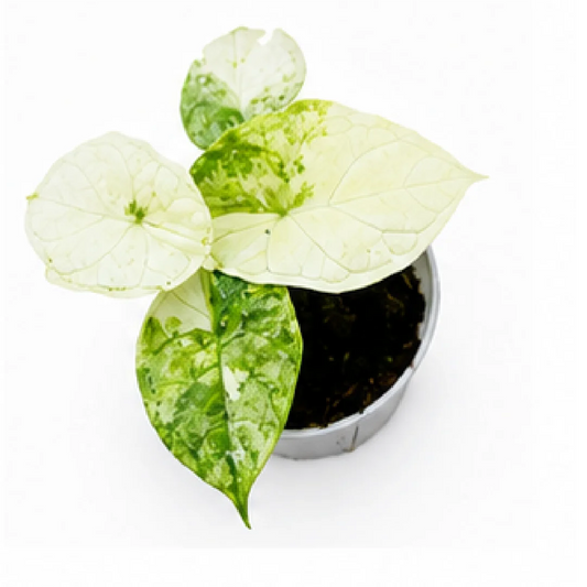 Alocasia Aegis Mint Var – Tissue Culture
