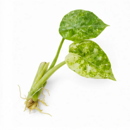 Alocasia Reginae Var – Tissue Culture