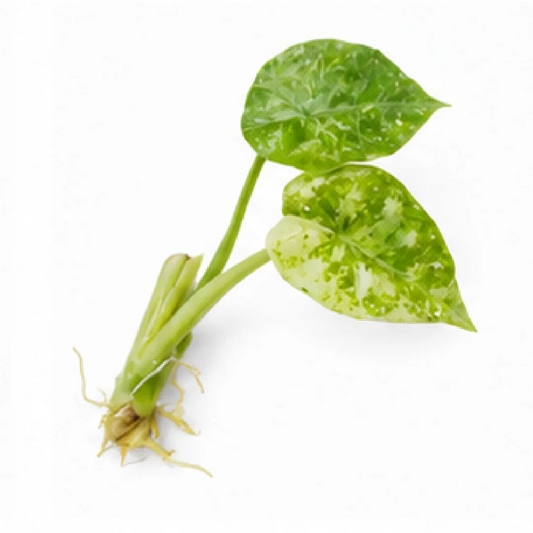 Alocasia Reginae Var – Tissue Culture