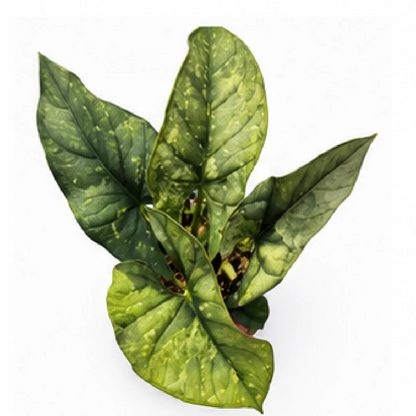 Alocasia Reginae Var – Tissue Culture