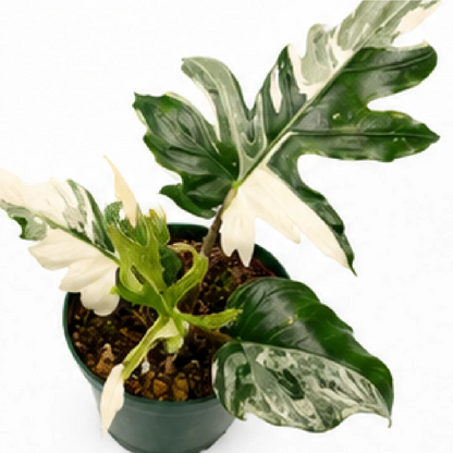 Alocasia Brancifolia Albo Var – Tissue Culture