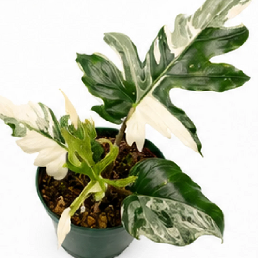 Alocasia Brancifolia Albo Var – Tissue Culture