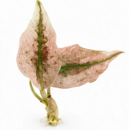 Alocasia Pink Polly Mutation Var – Tissue Culture