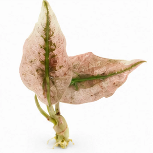 Alocasia Pink Polly Mutation Var – Tissue Culture