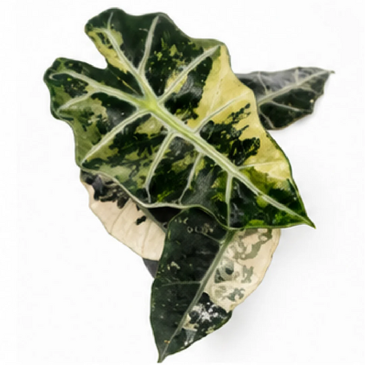Alocasia Polly Tricolor Var – Tissue Culture
