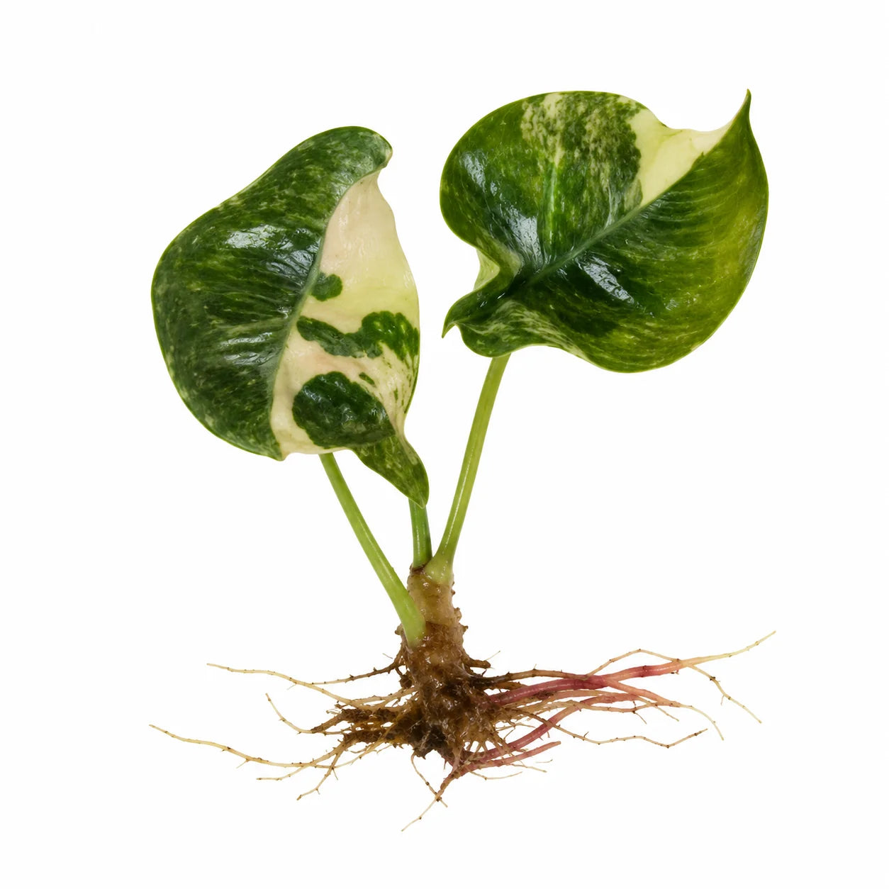 Alocasia Chantrieri Pink Var – Tissue Culture