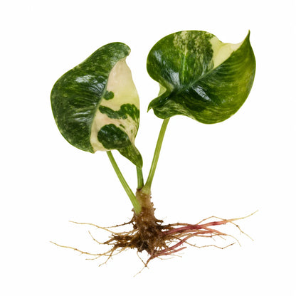 Alocasia Chantrieri Pink Var – Tissue Culture