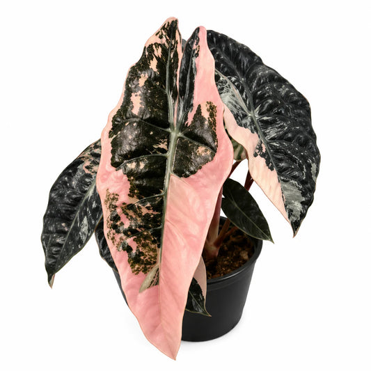 Alocasia Chantrieri Pink Var – Tissue Culture
