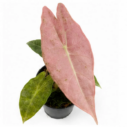 Alocasia Black Satin Stardust Var – Tissue Culture