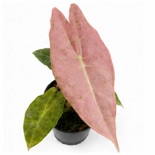 Alocasia Black Satin Stardust Var – Tissue Culture