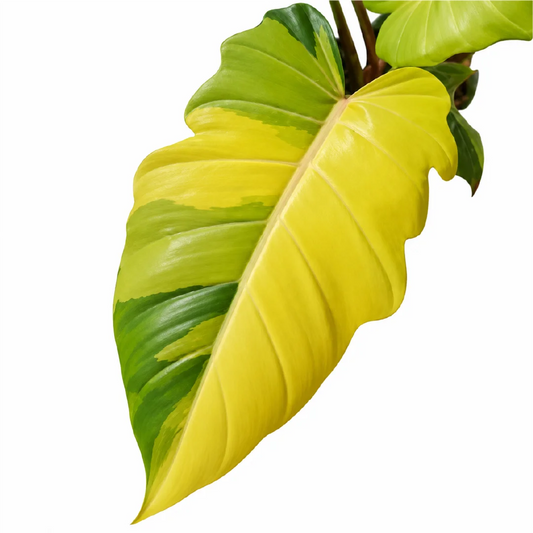 Philodendron Jungle Fever Var Tissue Culture