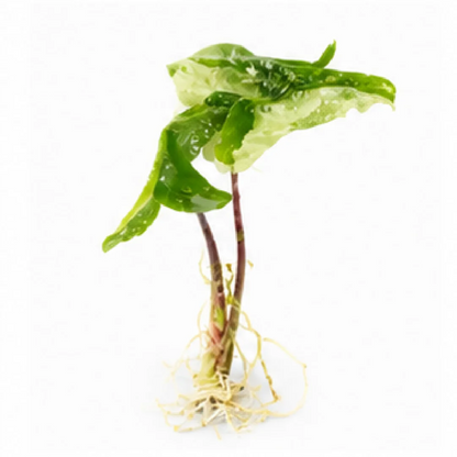 Alocasia Tigrina Superba Var – Tissue Culture