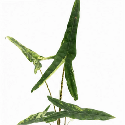 Alocasia Tigrina Superba Var – Tissue Culture