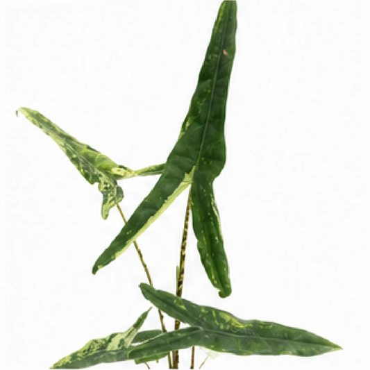 Alocasia Tigrina Superba Var – Tissue Culture