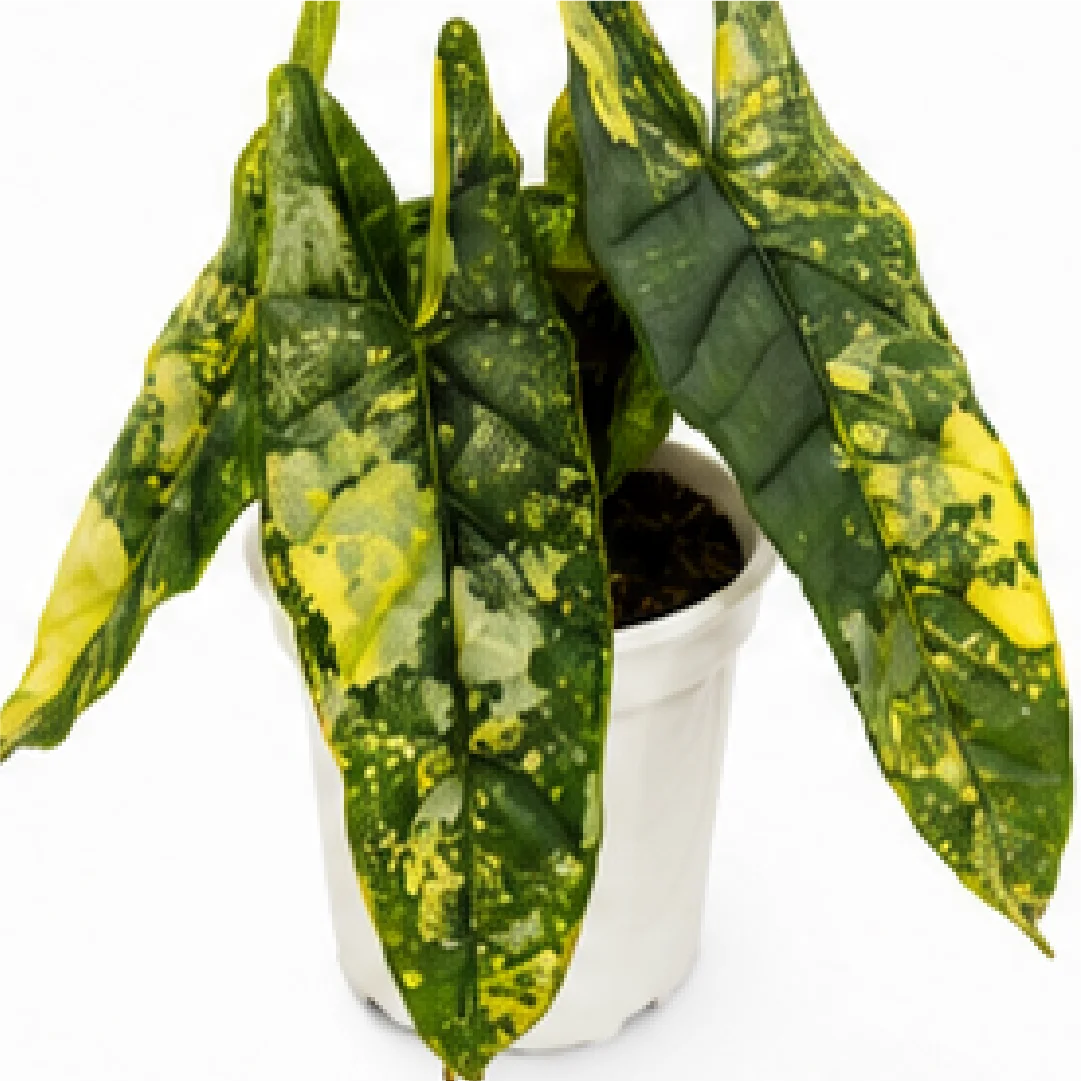 Alocasia Heterophylla Metallic Blue Aurea Var – Tissue Culture