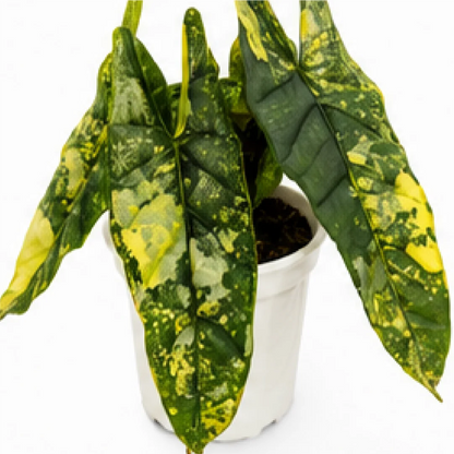 Alocasia Heterophylla Metallic Blue Aurea Var – Tissue Culture