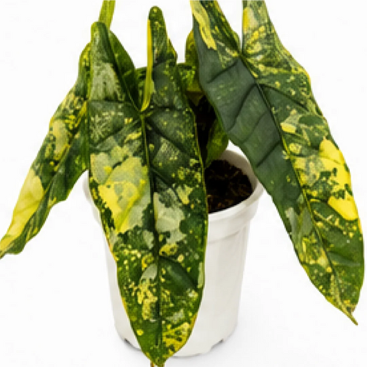 Alocasia Heterophylla Metallic Blue Aurea Var – Tissue Culture