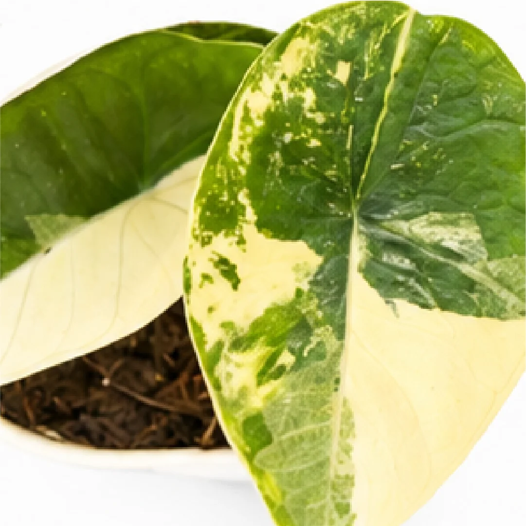 Alocasia Platinum Albo Var / Bisma Platinum Albo Var – Tissue Culture