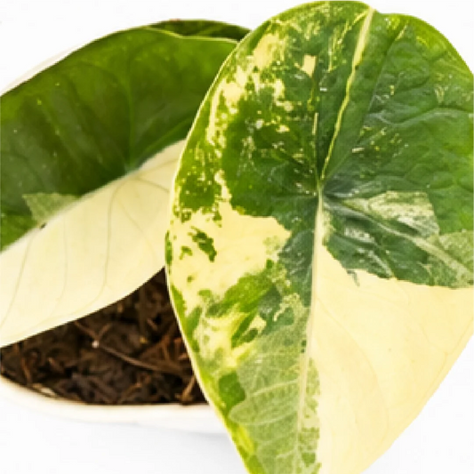 Alocasia Platinum Albo Var / Bisma Platinum Albo Var – Tissue Culture