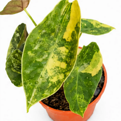 Alocasia Sedenii Aurea Var – Tissue Culture