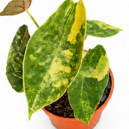 Alocasia Sedenii Aurea Var – Tissue Culture