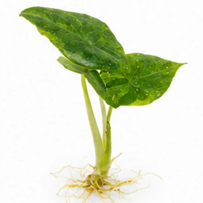 Alocasia Dragon’s Breath Var (Aurea/Mint Var Mix Shipping) – Tissue Culture