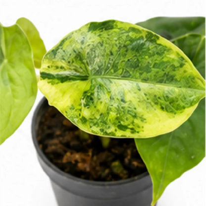 Alocasia Dragon’s Breath Var (Aurea/Mint Var Mix Shipping) – Tissue Culture