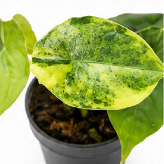 Alocasia Dragon’s Breath Var (Aurea/Mint Var Mix Shipping) – Tissue Culture