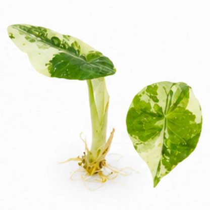 Alocasia Maharani Albo Var – Tissue Culture