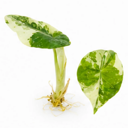 Alocasia Maharani Albo Var – Tissue Culture