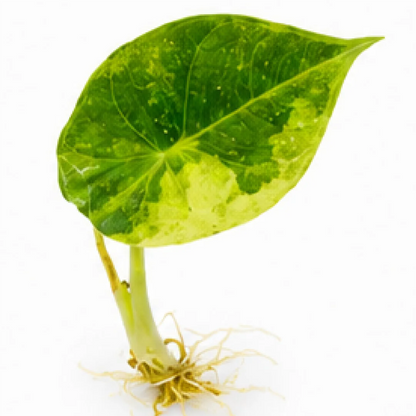 Alocasia Maharani Aurea Var (Single Leaf for Shipping) – Tissue Culture