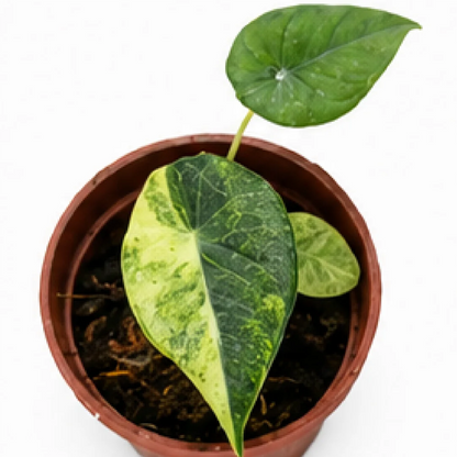 Alocasia Maharani Aurea Var (Single Leaf for Shipping) – Tissue Culture