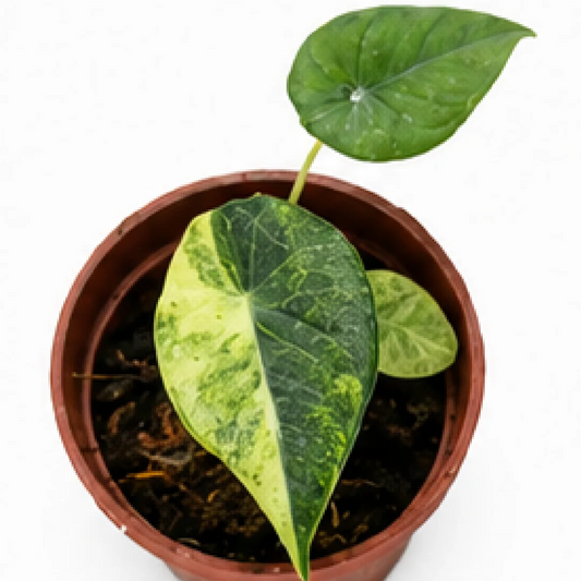 Alocasia Maharani Aurea Var (Single Leaf for Shipping) – Tissue Culture