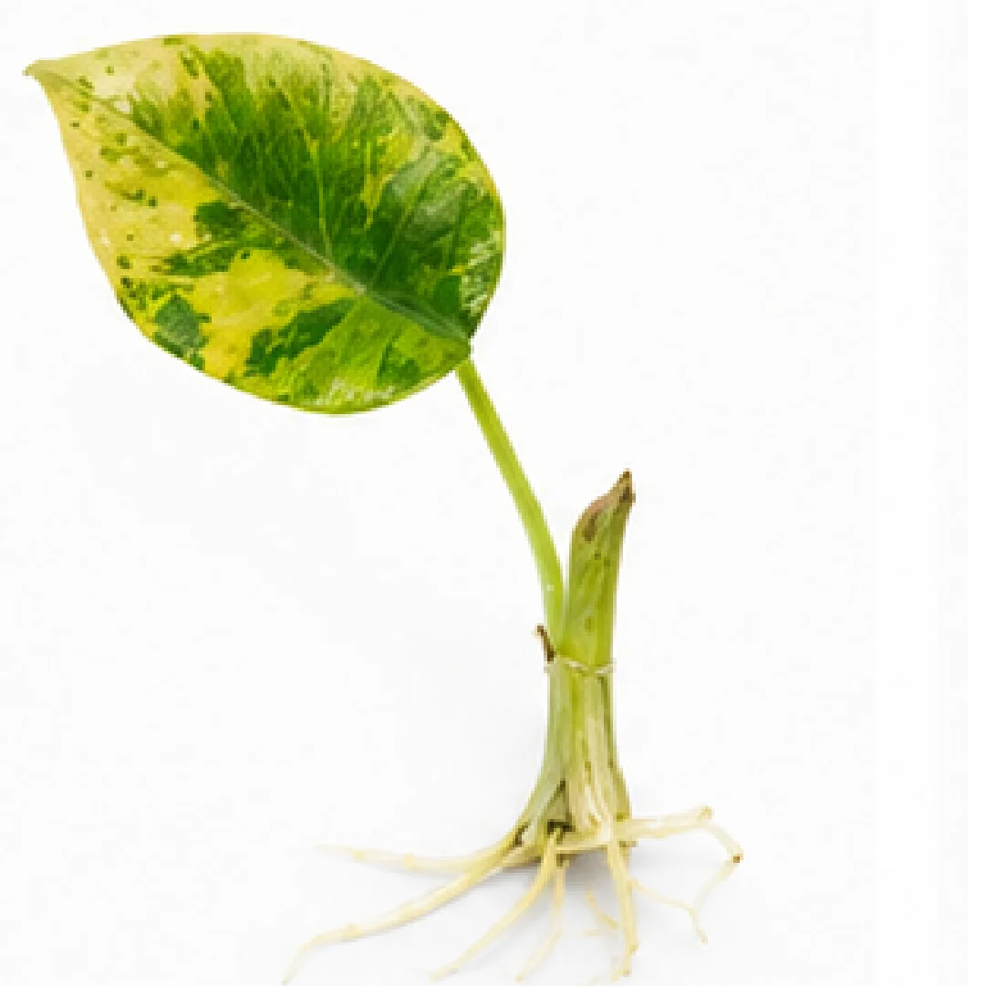 Alocasia Maharani Golden Var / Maharani Lime (Single Leaf for Shipping) – Tissue Culture